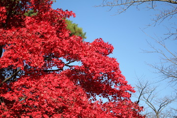 千秋公園の紅葉