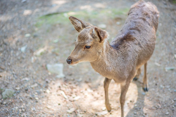 Beautiful Nara Deer at Nara city, Japan. Nara park is a famous place landmark to see wild animals  deer idea for rest relax enjoy lifestyle