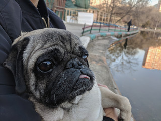 portrait of a cute pug on a walk