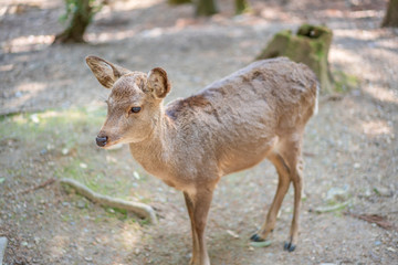 Beautiful Nara Deer at Nara city, Japan. Nara park is a famous place landmark to see wild animals  deer idea for rest relax enjoy lifestyle