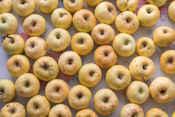 Freshly picked garden winter apples on the table