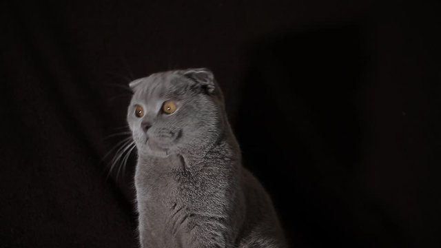 scottish fold cat on black background