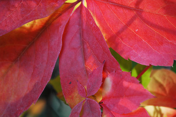 Red leaves spring with nature background