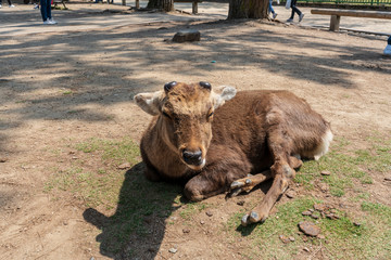 Fototapeta premium Beautiful Nara Deer at Nara city, Japan. Nara park is a famous place landmark to see wild animals deer idea for rest relax enjoy lifestyle
