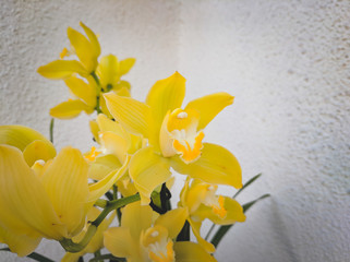 beautiful exotic cymbidium orchid flower in the greenhouse
