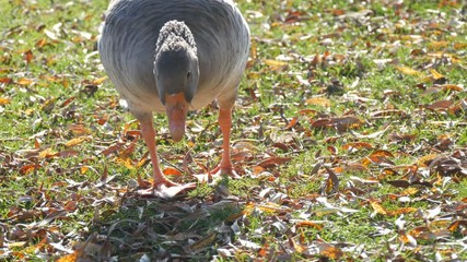 Funny gray geese eat grass in the yard in early autumn. Fallen leaves on green grass - Powered by Adobe