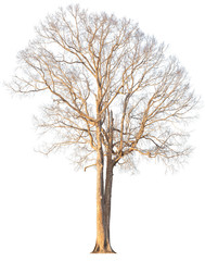 Dead tree without leaves isolated on white background. Clipping path included