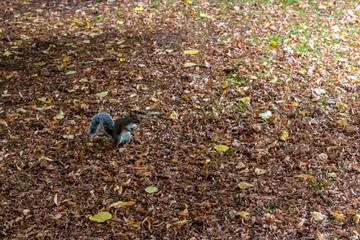 Grey squirrel in the park