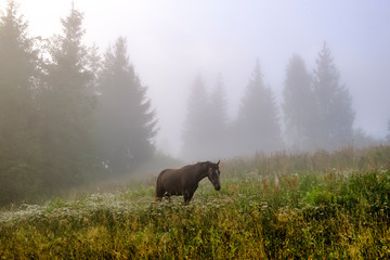 The horse graze on the meadow in the Carpathian Mountains. Misty landscape. Morning fog high in the mountains. Ukraine.