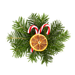 Pine cones and fir tree branch on a white background.