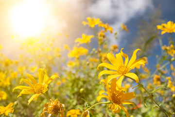 field of yellow flowers with colors bokeh light. Flowers in misty morning with blue sky in the background