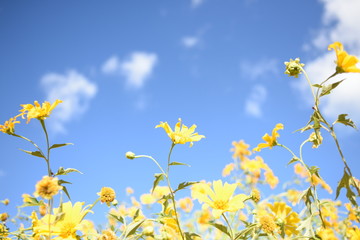 Fototapeta premium yellow flowers on background of blue sky