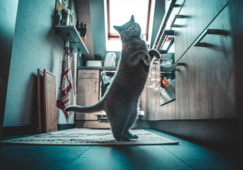 Katze macht Männchen in der Küche