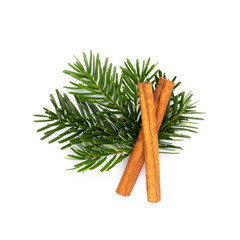 Pine cones and fir tree branch on a white background.