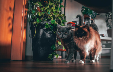 Fototapete bei efototapeten.de bestellen   