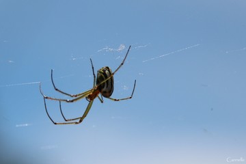 Colombian spider