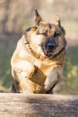deutscher schäferhund hat geburtstag und sieht schlau in die augen