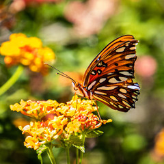 butterfly on flower