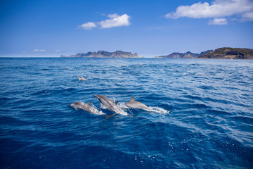 小笠原の海を泳ぐハシナガイルカの群れ