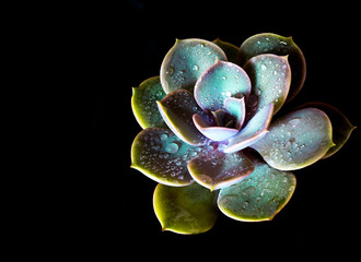 Succulent plant close-up Echeveria perle von nurnberg in the earthen pot