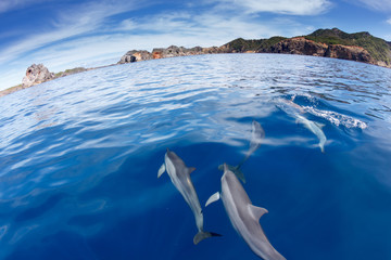 小笠原の海を泳ぐハシナガイルカの群れ