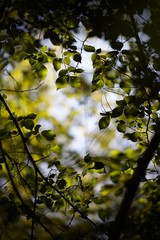 Feuillage arbre nature forêt soleil