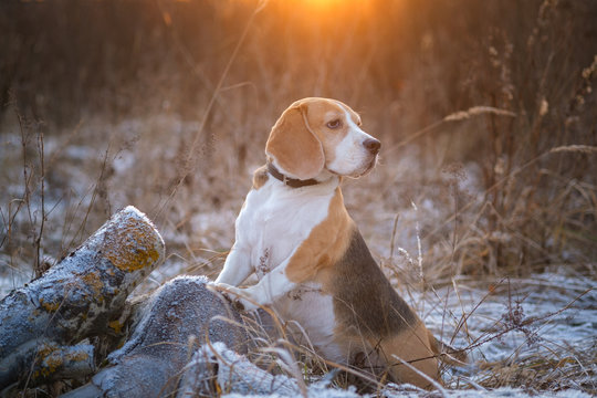dog breed Beagle on a walk in the winter Park on the background of a beautiful sunset