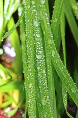 Water droplets of rain on blades of green grass