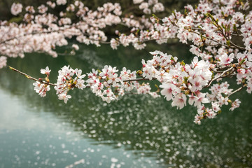 cherry blossom