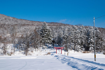 冬の雑木林と赤い鳥居
