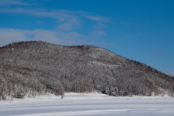 北海道の冬の森林