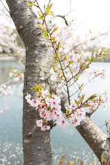 spring cherry blossom