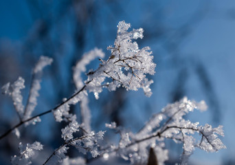 冬の寒い朝の霧氷