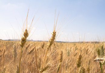 Obraz premium Golden wheat spike growing. Organic and healthy. flour and bread