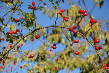 Rote Beeren im Herbst