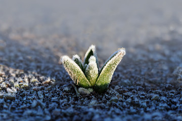 Frozen young green sprout. Frosts. Germ, covered with white glowing in the sunlight ice crystals, closeup
