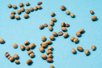 roasted soy beans, top view