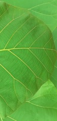Teak Leaves