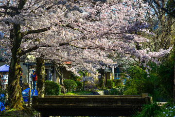 Cherry blossom (hanami) in Kyoto, Japan