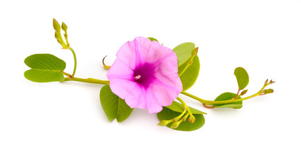 Ipomoea pes-caprae, also known as bayhops, beach morning glory or goat's foot. Isolated