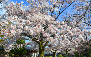 Cherry blossom (hanami) in Kyoto, Japan