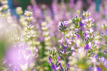 Fototapeta na wymiar lavender field sunny mood closeup background