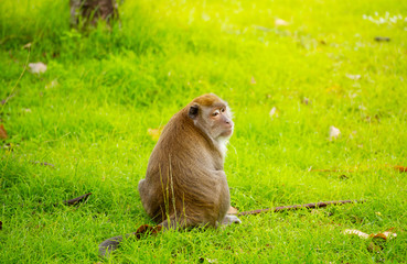 Monkey sitting peacefully on the lawn morning    
