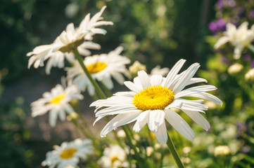 Obraz premium Chamomile on the field on a summer sunny day close-up.