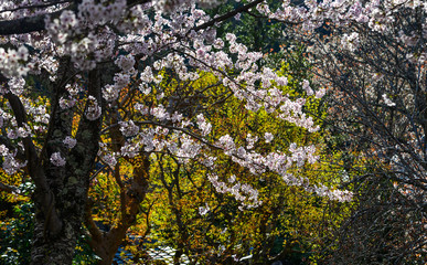 Cherry blossom (hanami) in Kyoto, Japan