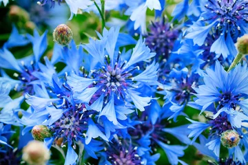 Blue closeup cornflowers, cornflower texture © Natalia Sarkar