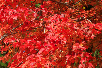 Autumn maple leaves bathing in the morning sun - Autumn in Sapporo