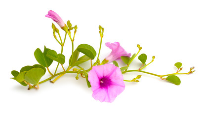 Ipomoea pes-caprae, also known as bayhops, beach morning glory or goat's foot. Isolated