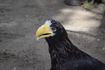black bird with yellow beak portrait. Steller's sea eagle.