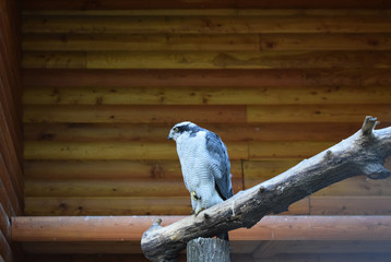 Obraz premium gray and white owl sitting on a log